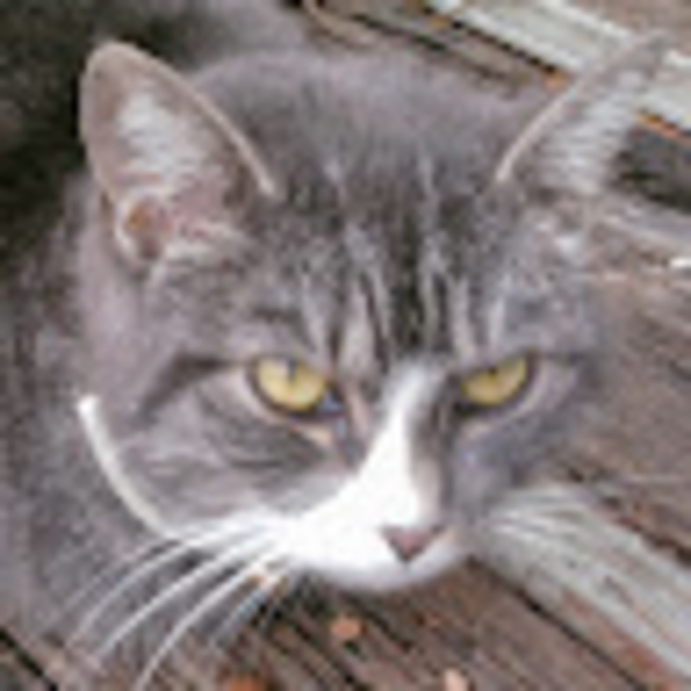 Meet your Posher, Mia